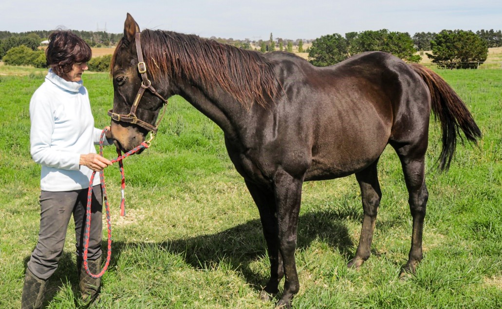 Equine Welfare  Officer