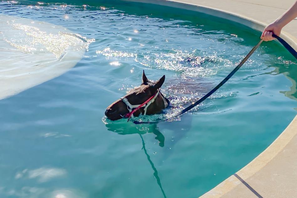 Equine Welfare and Pool at Thoroughbred Park Canberra 